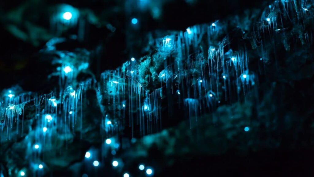 glow-worm-cave-1024x576.jpg
