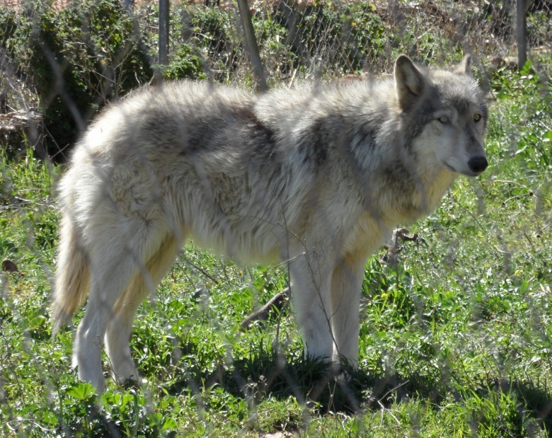 wolfwikipedia